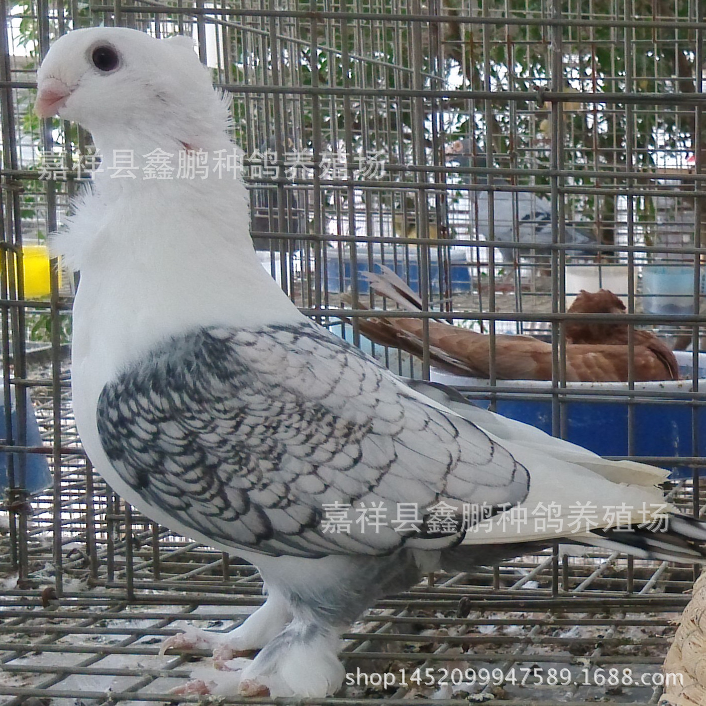 成年兰花淑女鸽子出售,淑女种鸽