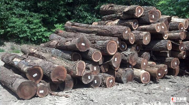 【南美铁木豆】