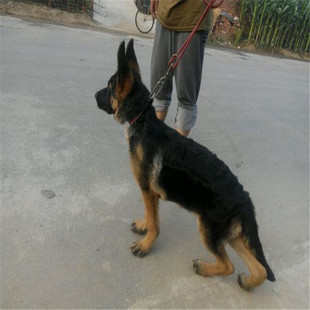 大头锤系德牧犬 锤系德牧犬图片 锤系德牧德国牧羊犬