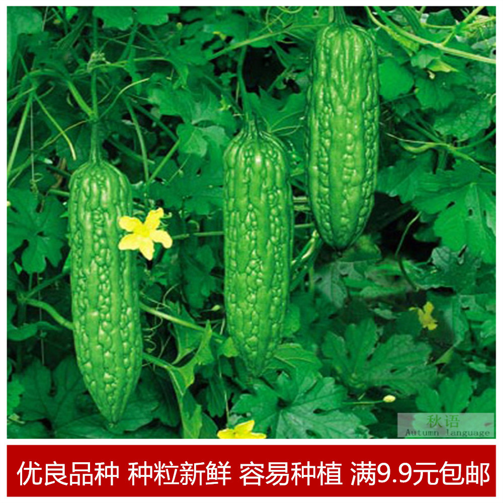 长绿苦瓜种子 夏季庭院阳台盆栽蔬果瓜果蔬菜籽蔬菜种子-阿里巴巴