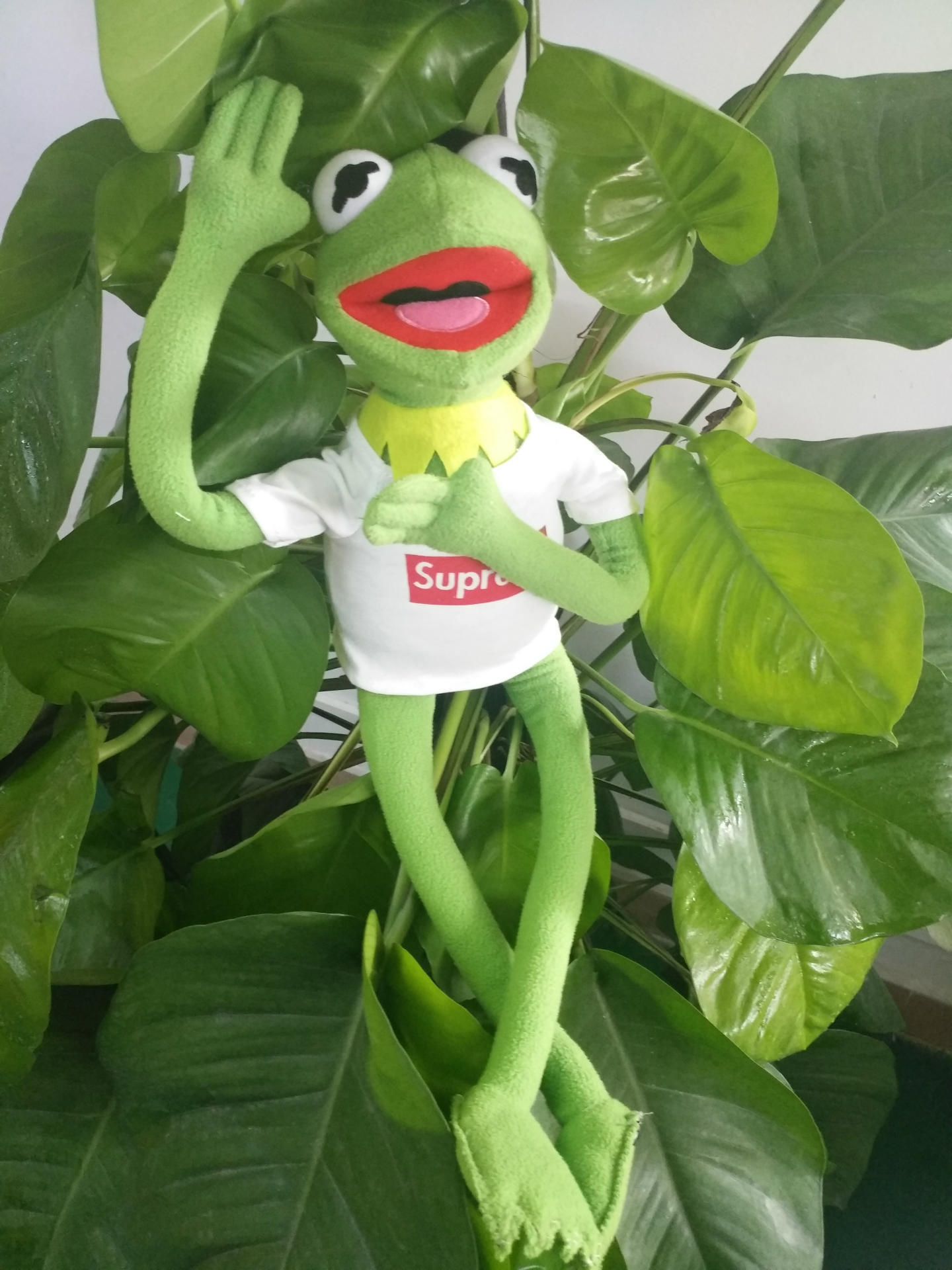 现货supreme青蛙公仔芝麻街科密特青蛙kermit 科米蛙生日礼物