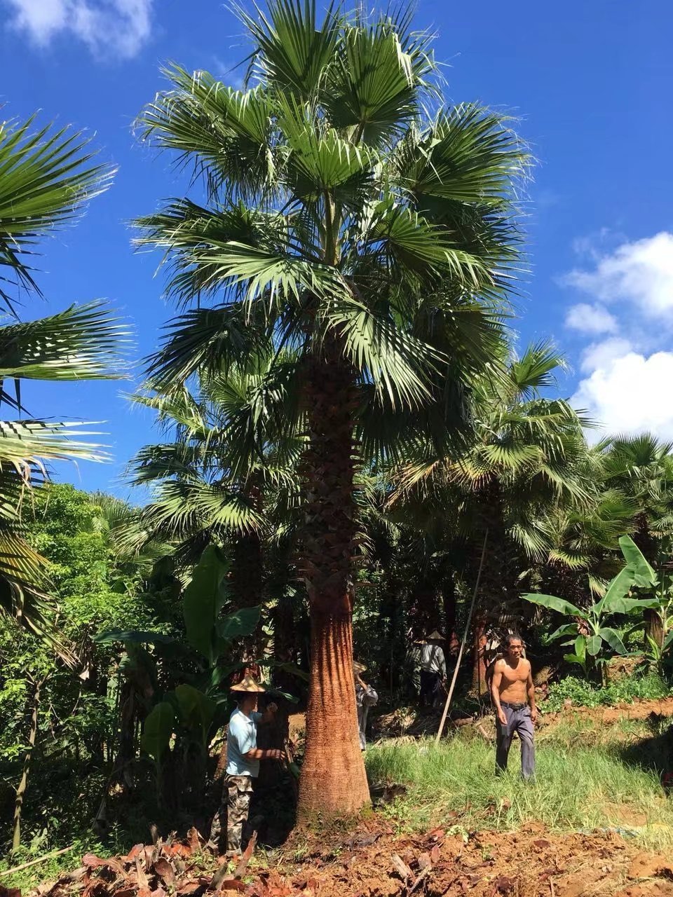 福建老人葵 漳州老人葵基地 广州老人葵批发 华棕