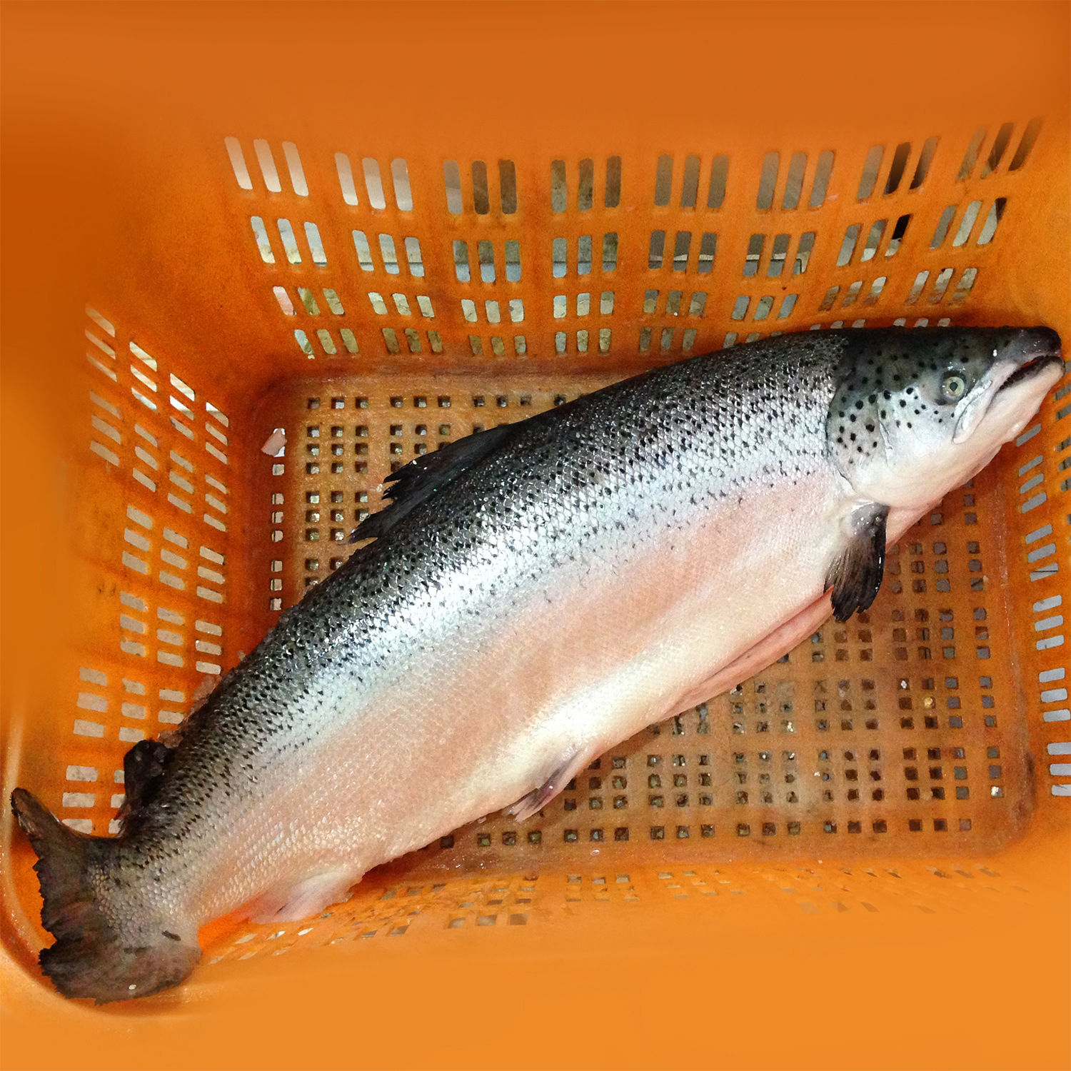 整条三文鱼 挪威法罗鱼 智利鱼 加拿大批发三文鱼 大约12-16斤/条