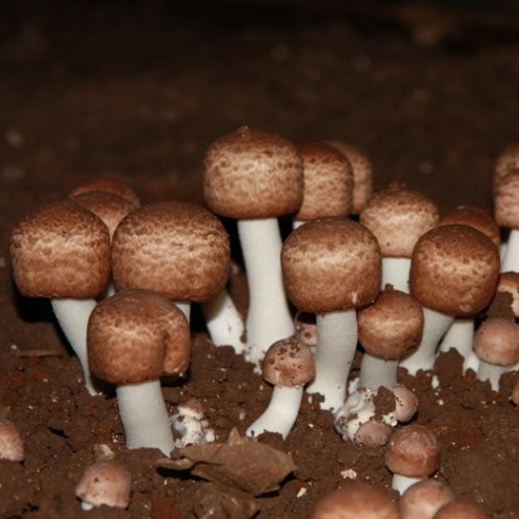 巴西蘑菇粉 姬松茸浓缩粉 姬松茸纯粉价格,产品报价-食品商务网