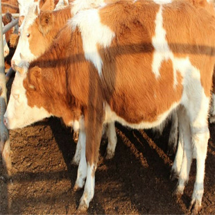 大量出售牛苗3 6个月肉牛犊活体西门塔尔牛小牛犊活牛包运费价格