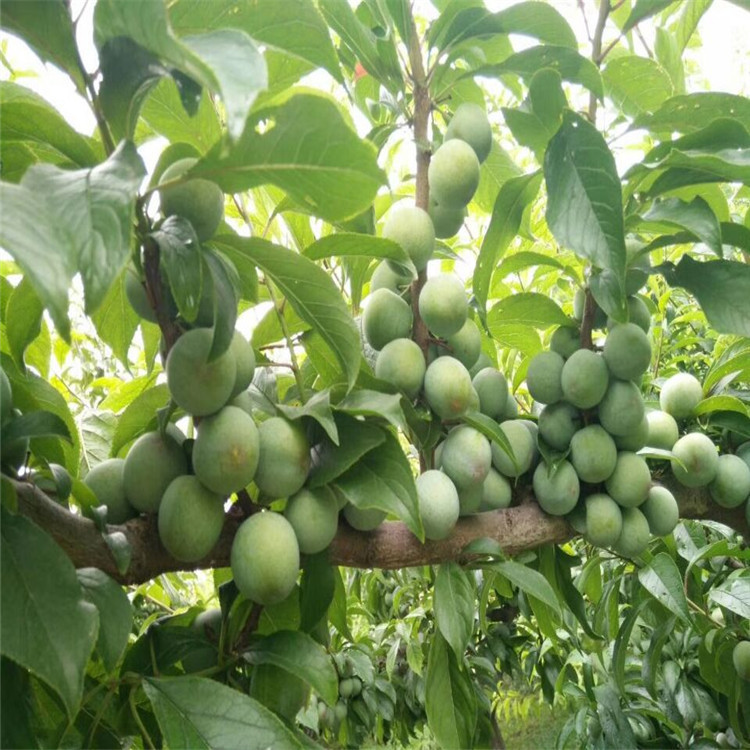 青脆李李子树苗 晚熟李子树苗 高产脆甜的李子品种 青脆李李子苗