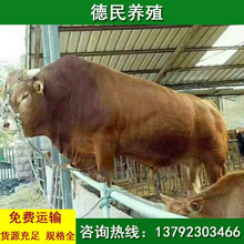 江西小黄牛养殖 鲁西黄牛养殖视频 肉牛养殖资料