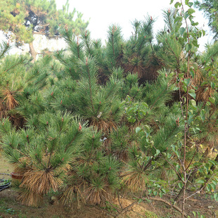景观赤松树基地出售赤松树 园林造型赤松树大型 绿化工程
