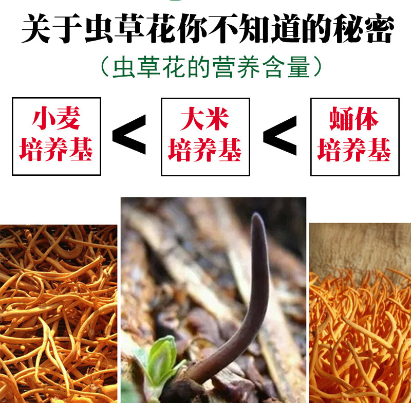 虫草花1kg装产地批发直销蛹虫草新会北虫草金虫草排草无硫磺熏染