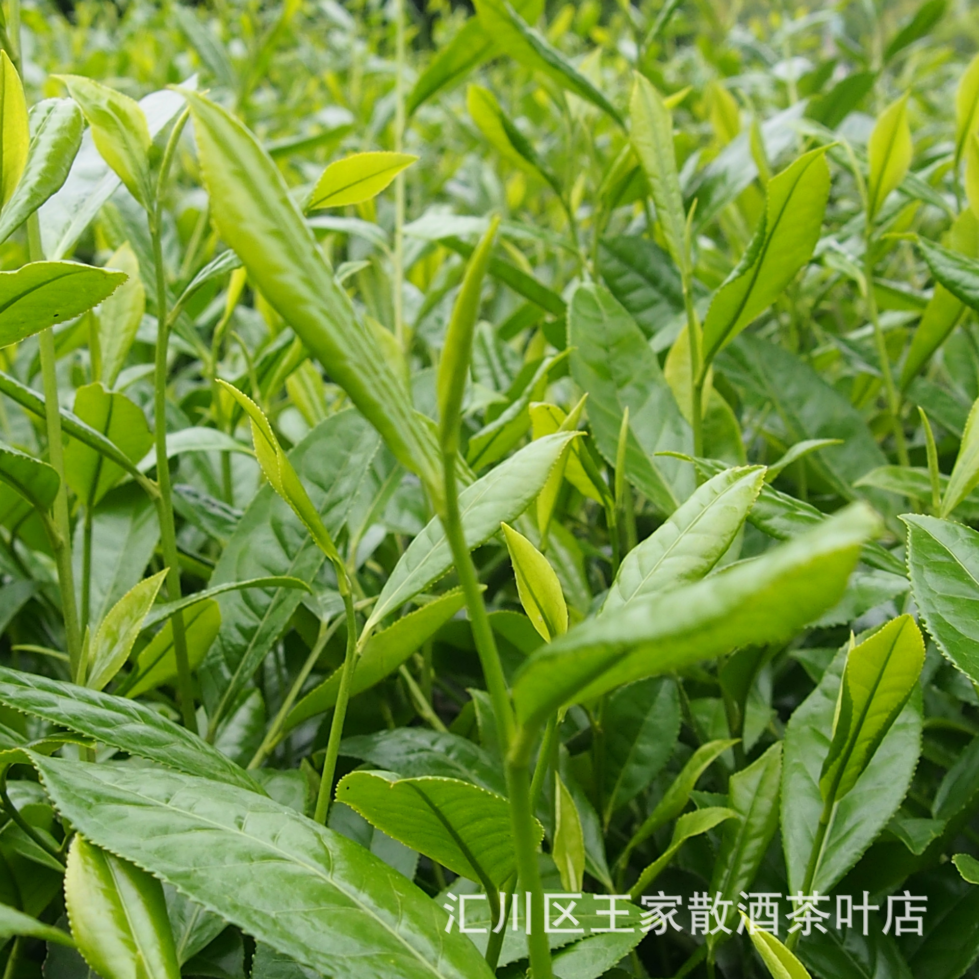 贵州特产 散装湄潭翠芽 雀舌 有机绿茶 原生态好茶产地批发-大红袍产