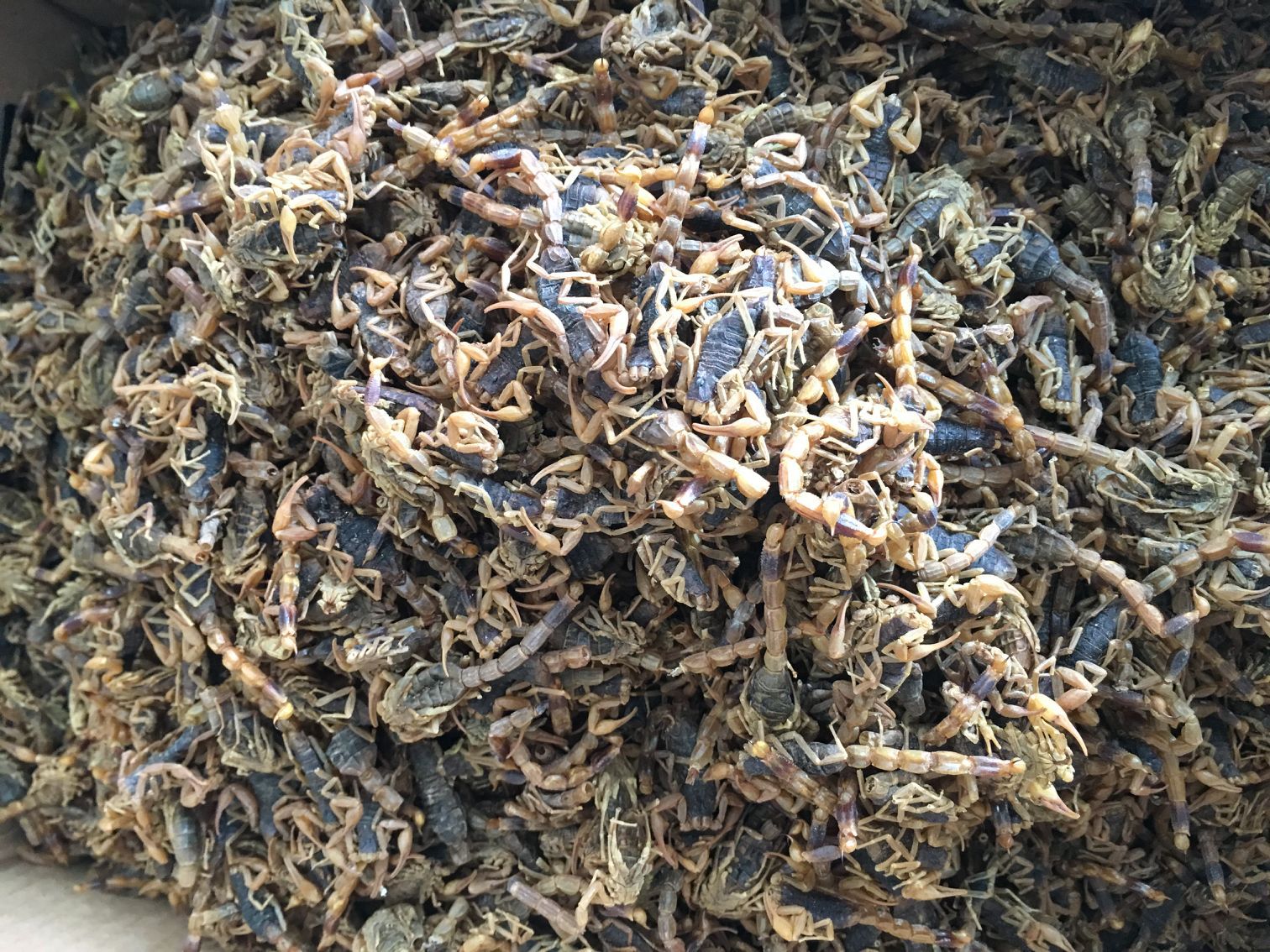 贵美康中药材批发 清水全蝎 散装蝎子全虫 量大从优 农产品加工