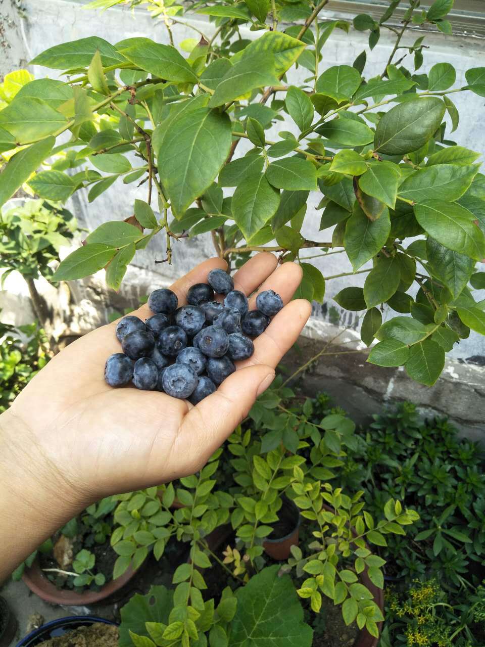 供应优质蓝莓盆栽蓝莓兔眼蓝莓诚信经营欢迎来电