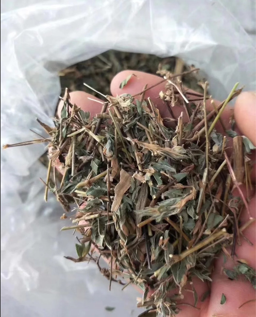 供应中药材 鸡眼草 冷背 掐不齐 人字草 鸳鸯草 夜关门 瞎眼草