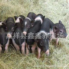 巴马香猪市场价格  巴马香猪养殖基地巴马猪苗）出售