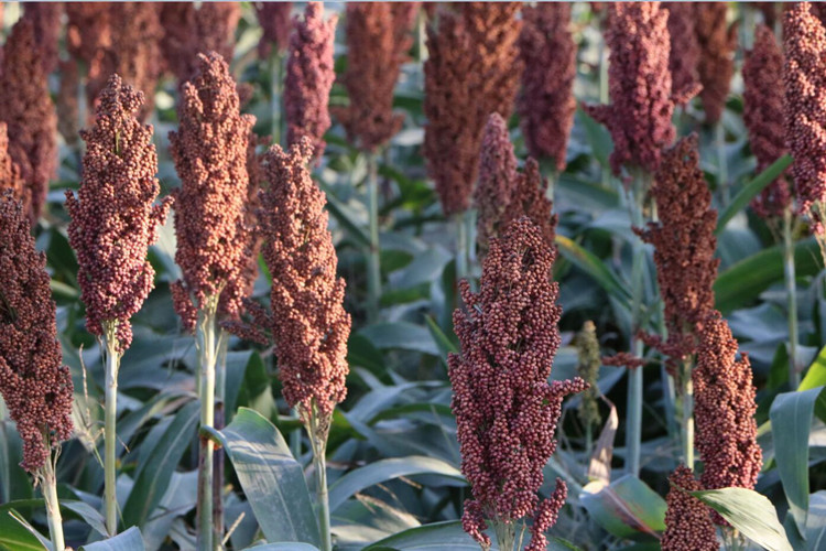 阜星冀酿二号糯高粱 种植基地直发 酿酒专用红高粱