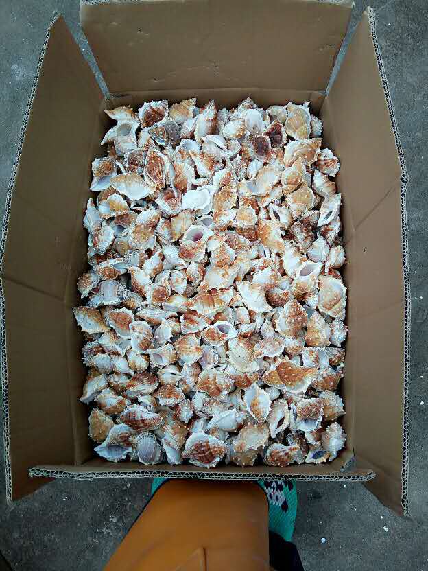 圣诞用品配件 扁刺螺 海参螺 鱼缸水族箱装饰 亚马逊供应商