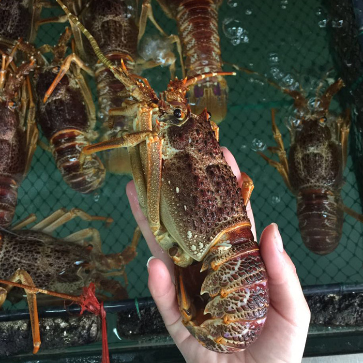 现货批发 冷冻南非龙虾200-400g/只 野生龙虾 酒店餐饮专供