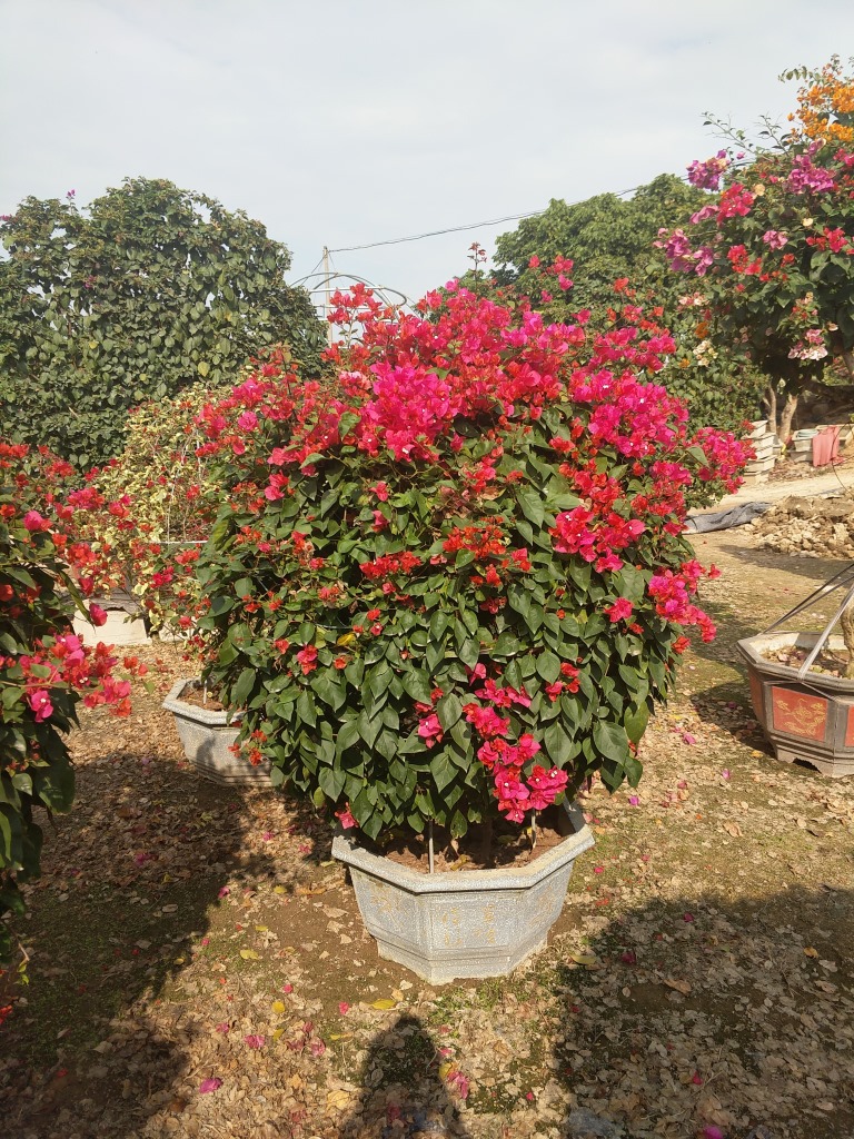 批发三角梅 造型三角梅 勒杜鹃 三角梅球