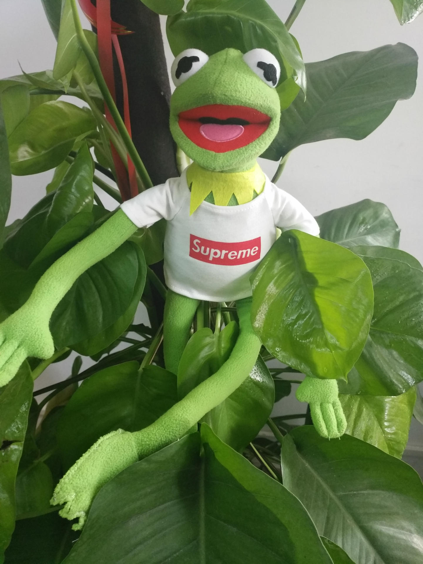 现货supreme青蛙公仔芝麻街科密特青蛙kermit 科米蛙生日礼物