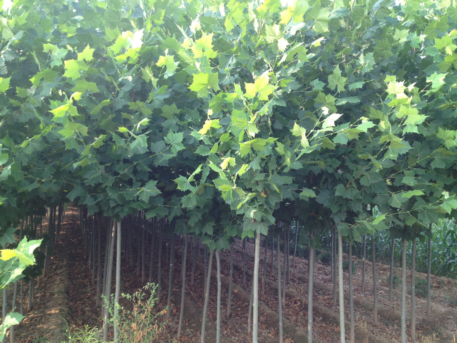 法国梧桐树苗 速生法桐苗小苗 树苗 别名法桐 悬铃木 青皮梧桐