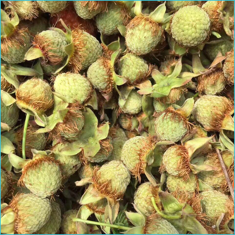 覆盆子新货覆盆子量大从优基地供应