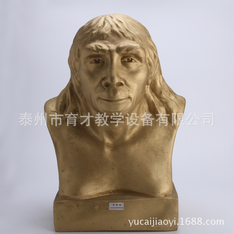 北京猿人头像北京人头部模型 教学仪器历史模型史地仪器-阿里巴巴