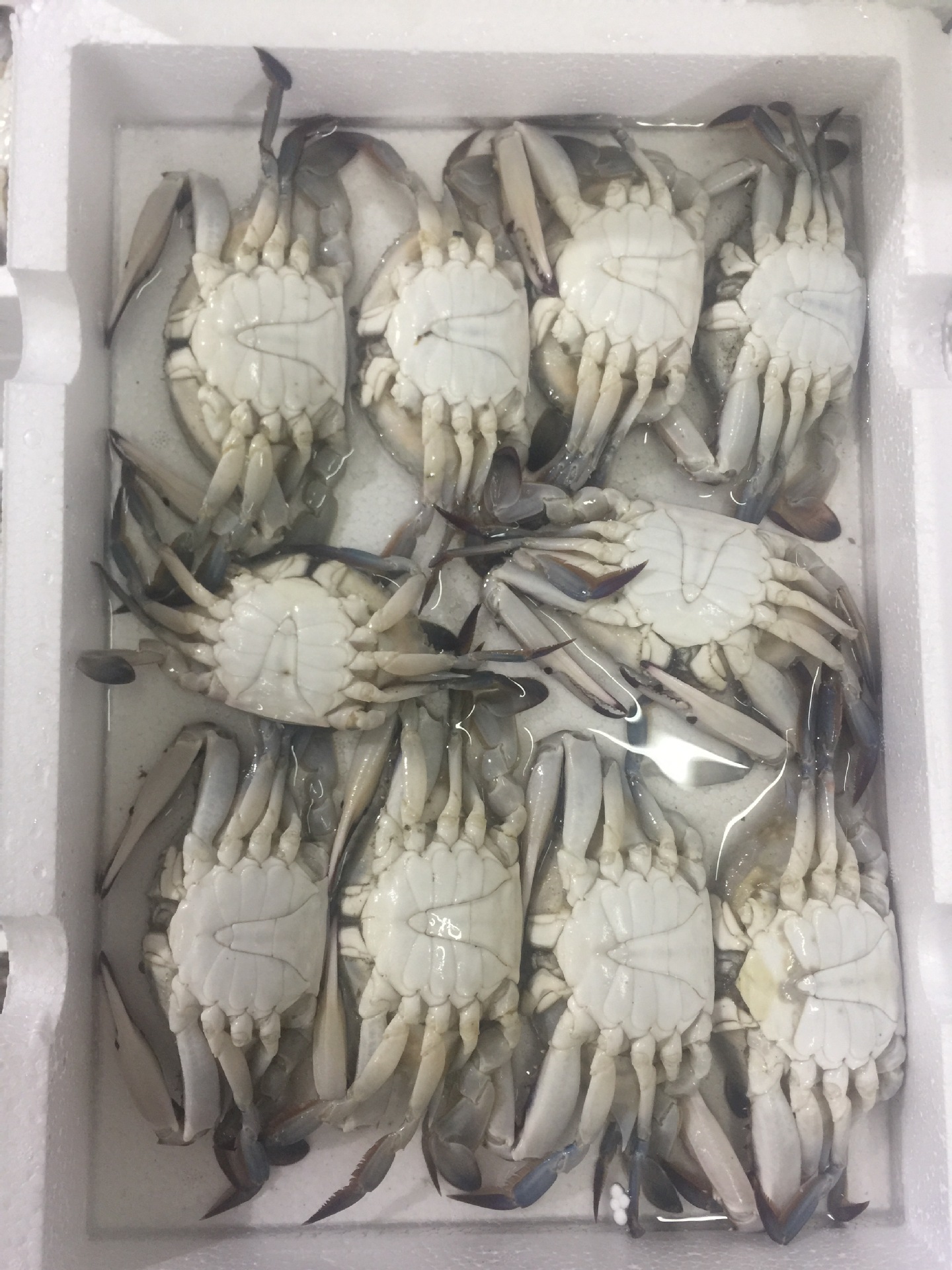 东山县福来食品 福来水产 源头好货 产地直销 梭子蟹