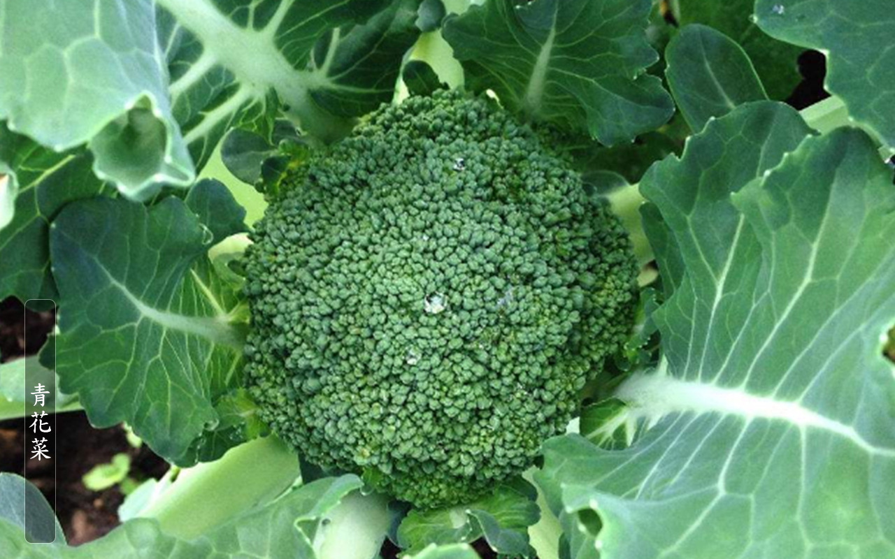 云南新鲜蔬菜 农家自种无公害西兰花青花菜绿花菜 蔬菜批发