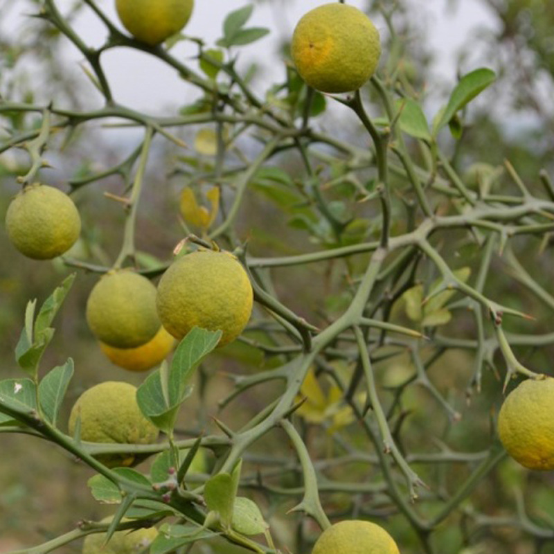 山东哪里有卖枸橘苗 2017年枸橘苗价格多少钱一棵