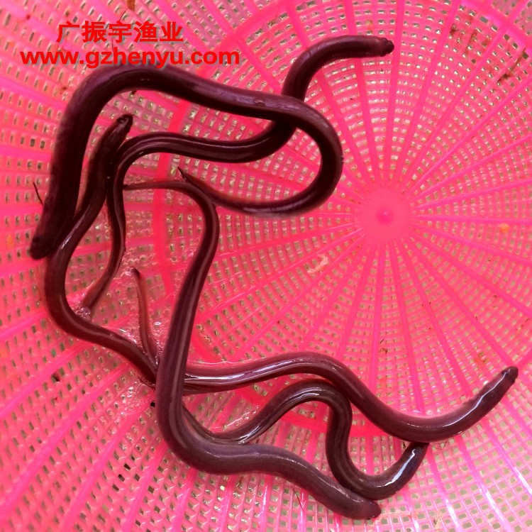 鳗鱼鱼苗 鳗鱼苗 日本鳗鱼 白鳗鱼苗