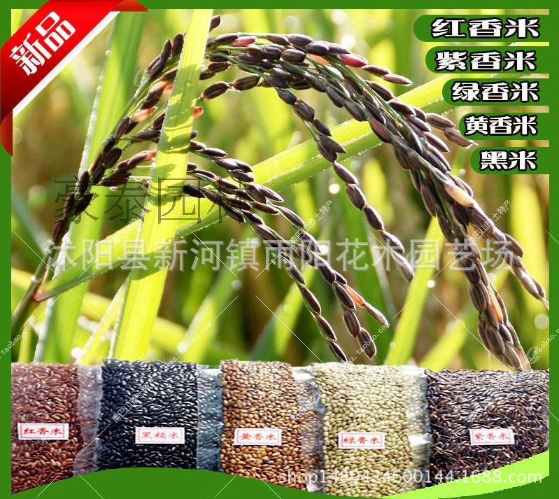 江苏正宗五彩水稻种子图片 红米种子价格 紫米批发 黑米绿米种子