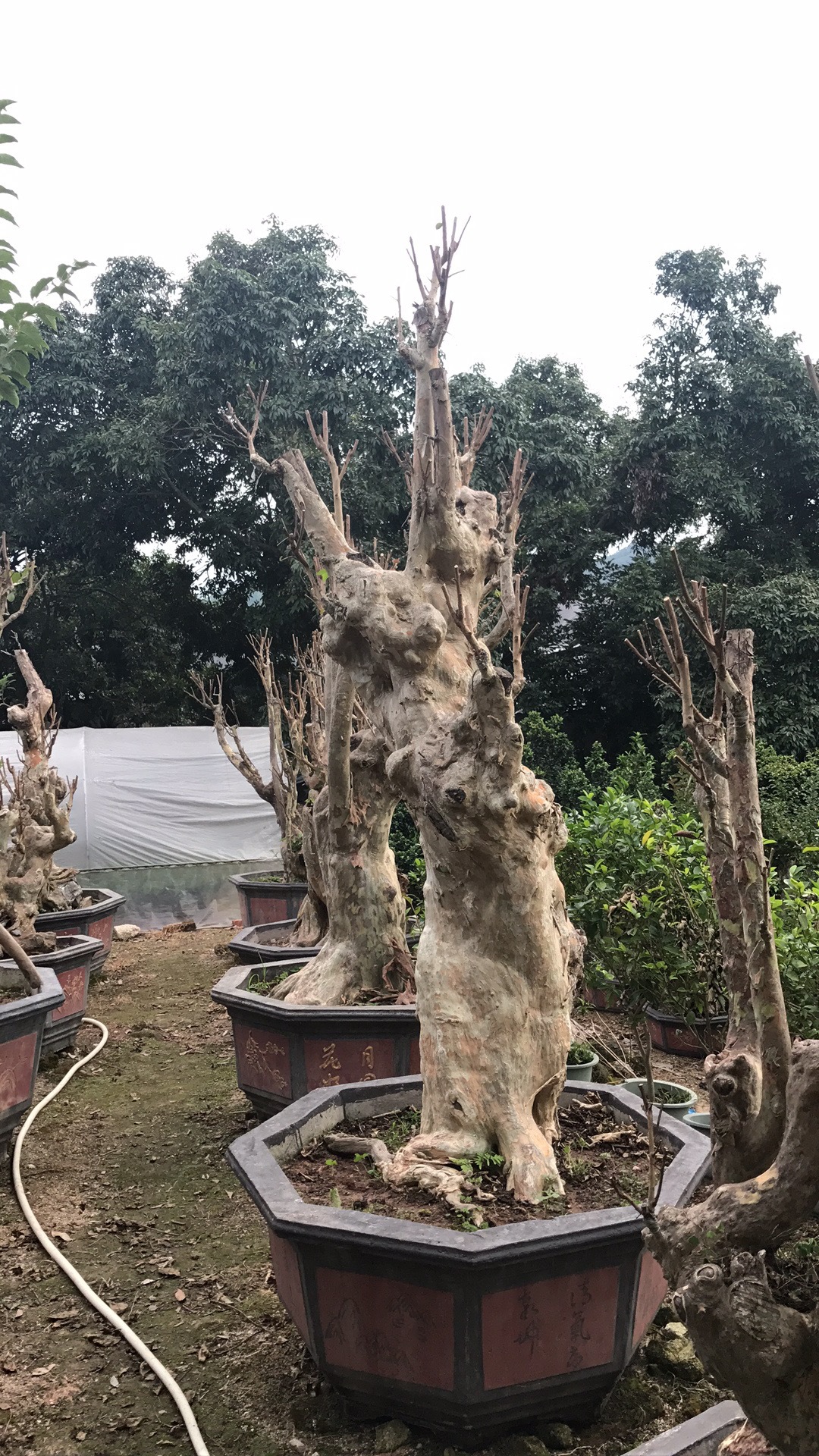 自产自销 大量批发紫薇树桩,造型紫薇,物美价廉(头颈30--80)