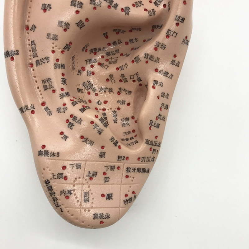 清晰上海经络通人体针灸穴位模型针灸耳针穴模型耳模16cm耳朵批发