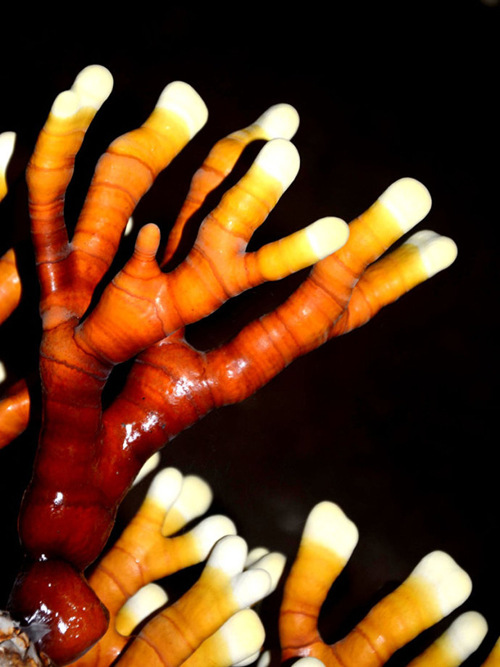 你见过像我这种a4腰吗. - 阿里巴巴商友圈