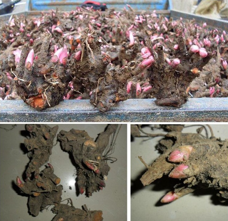 芍药根块带芽芍药种根牡丹芍药花根球当年开花室内庭院绿植盆栽