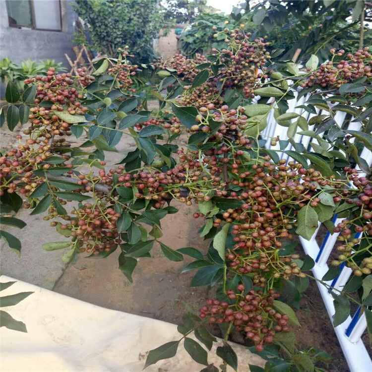 无刺花椒苗价格 青花椒苗价格 九叶青 大红袍花椒苗拿货价格?