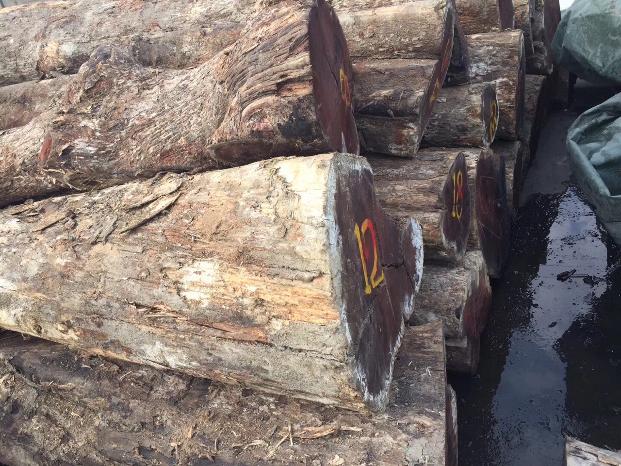 印尼 大叶黄花梨原木长叶雀肾 木板材伯利兹黄檀 张家港广星木业