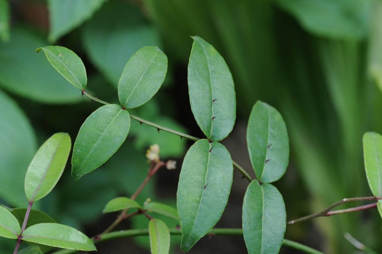 tlc【有效成分】:两面针碱【植物来源】:为芸香科植物两面针干燥的