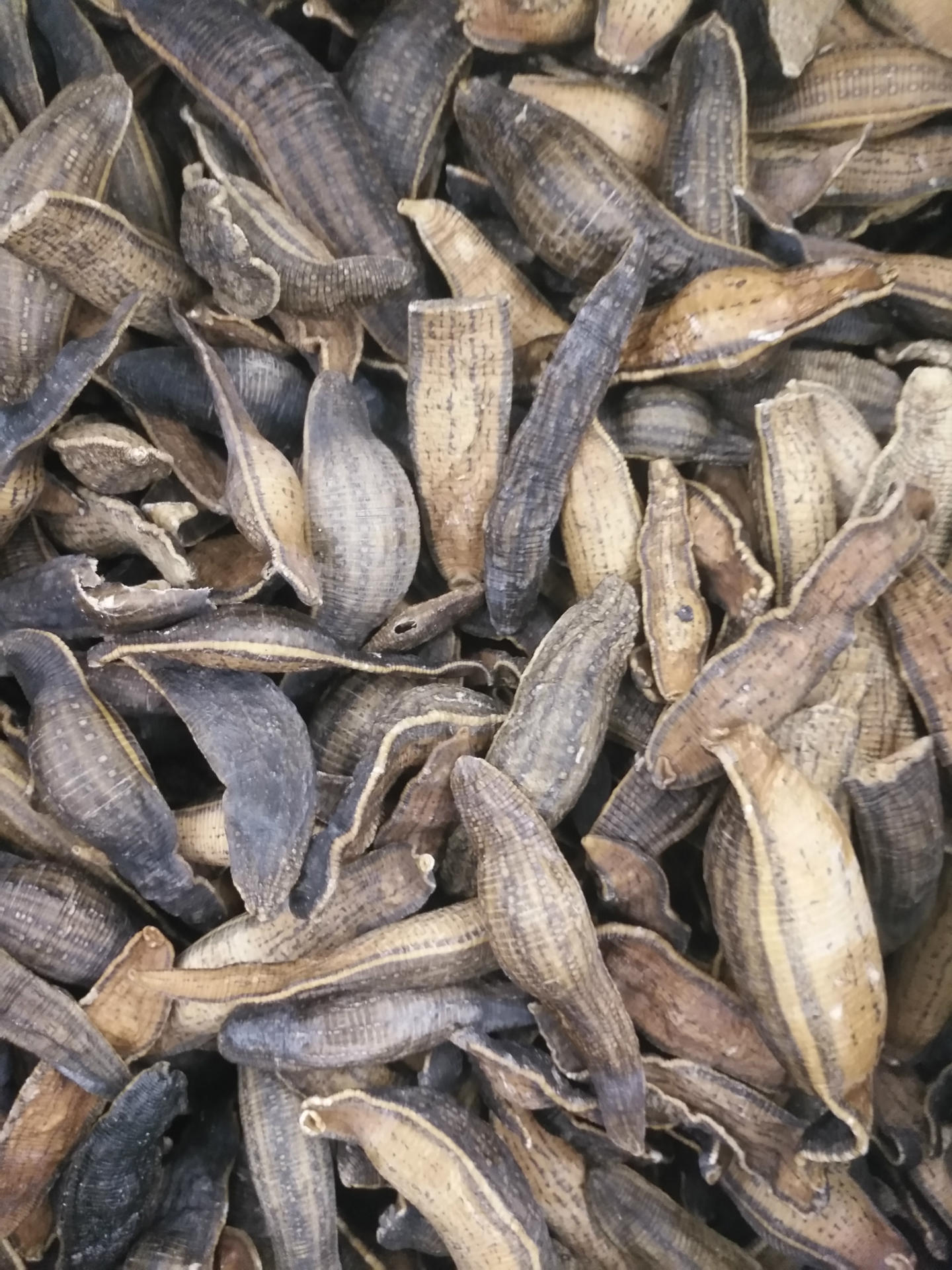 老兵诚信中药材 水蛭 清水吊杆水蛭干 蚂蟥干 活体水蛭 支持药检