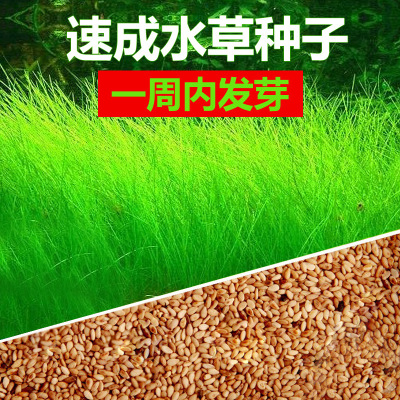 水草种子 池塘鱼塘养殖水草 狐尾藻 金鱼藻 轮叶黑藻 苦草种子
