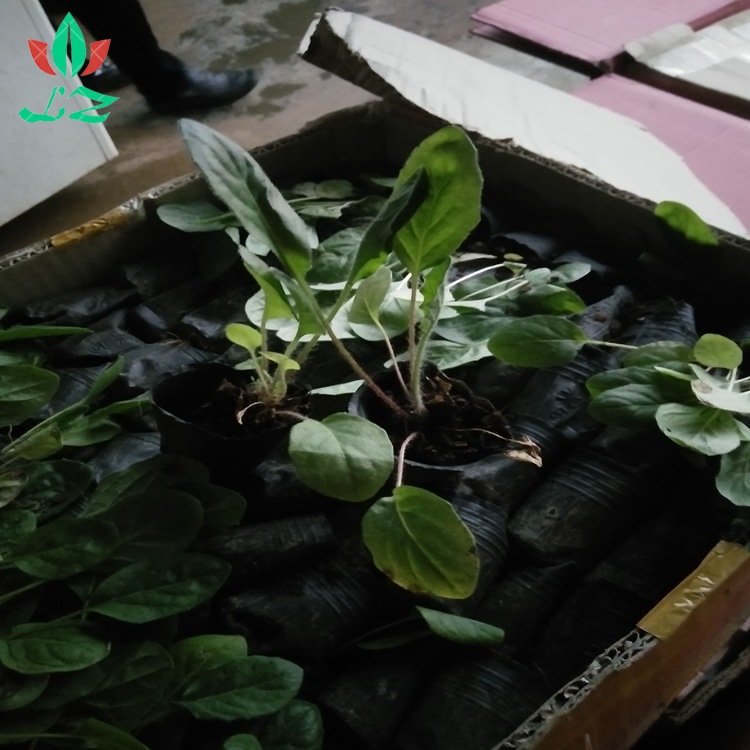 大量供应 非洲菊小苗 非洲菊小苗基地