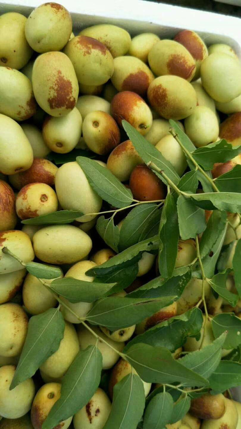 沧州金丝小枣鲜枣脆枣新鲜采摘