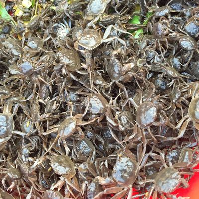供应安徽水阳正宗长江水系蟹苗