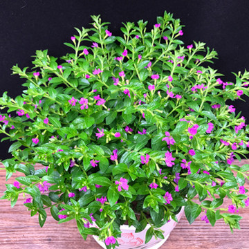 满天星盆栽植物室内客厅阳台绿植花期长的不带盆发货四季开花