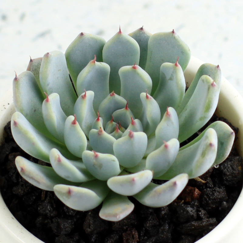 多肉植物 黑爪多肉 迷你盆栽绿植花卉盆花组合多肉办公室盆景