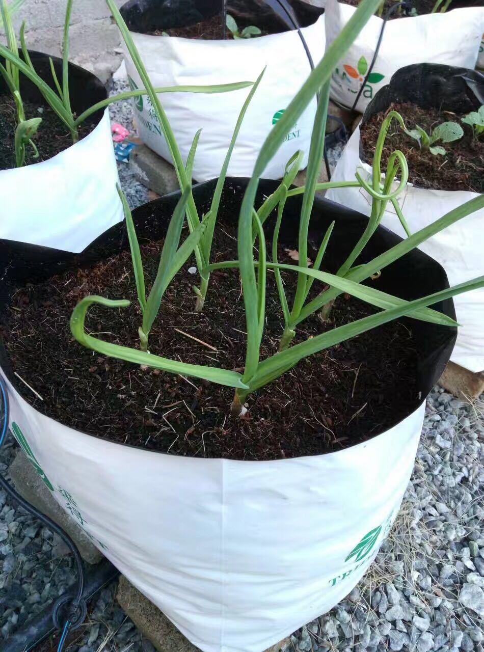 黑白种植袋长条 美植育苗袋 有机无土椰糠栽培袋定制 可印刷logo