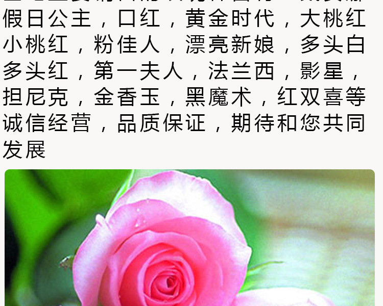 基地自产自销花卉种苗 蜜桃雪山多花四季玫瑰花苗新鲜月季苗批发