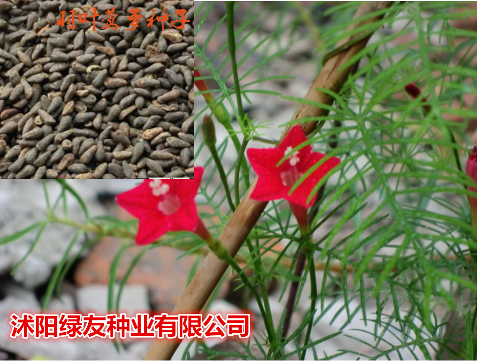 羽叶茑萝种子 羽叶茑萝批发与种植技术电话13626141721