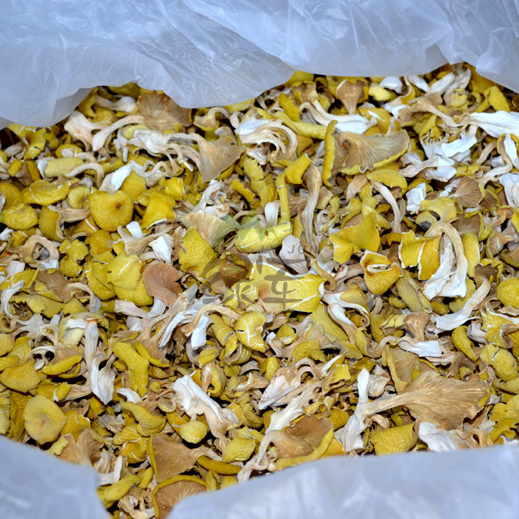 云南特产食用菌 鸡油菌 人工鸡油黄 榆黄菇 黄丝菌 供应酒店500克