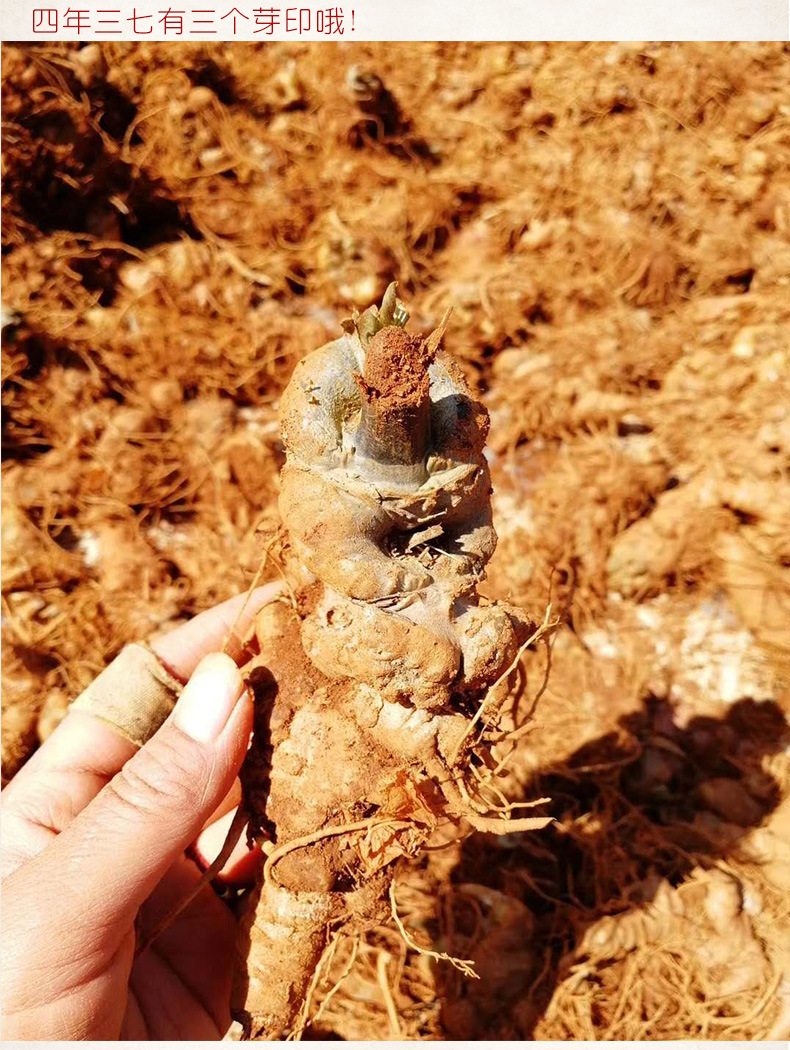南君七新鲜三七 批发活七云南文山三七 春三七产地现挖新鲜三七